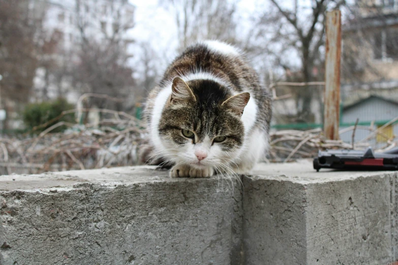 there is a cat sitting on the ledge outside