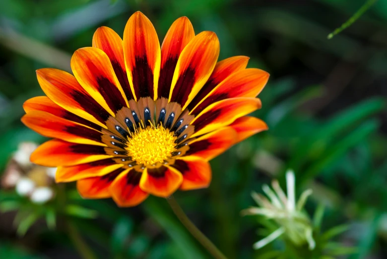orange flower with yellow center and other colors