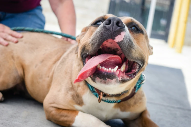 a dog with its tongue open on a sidewalk