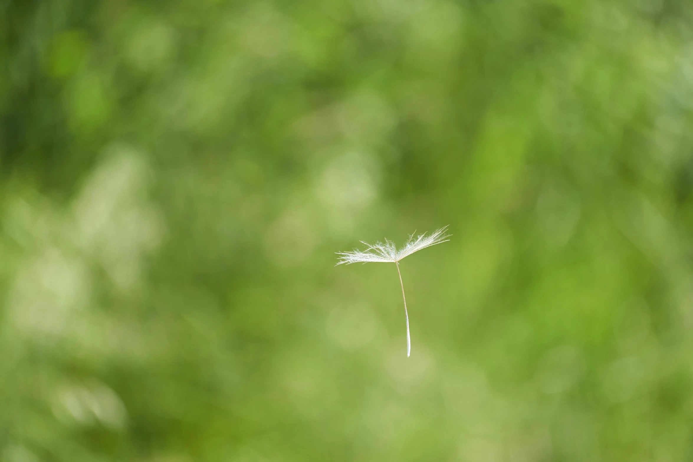 a leafy plant sits next to another tree