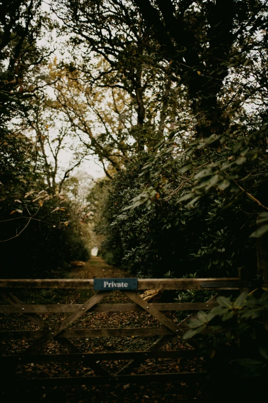 a fenced in road with bushes and trees