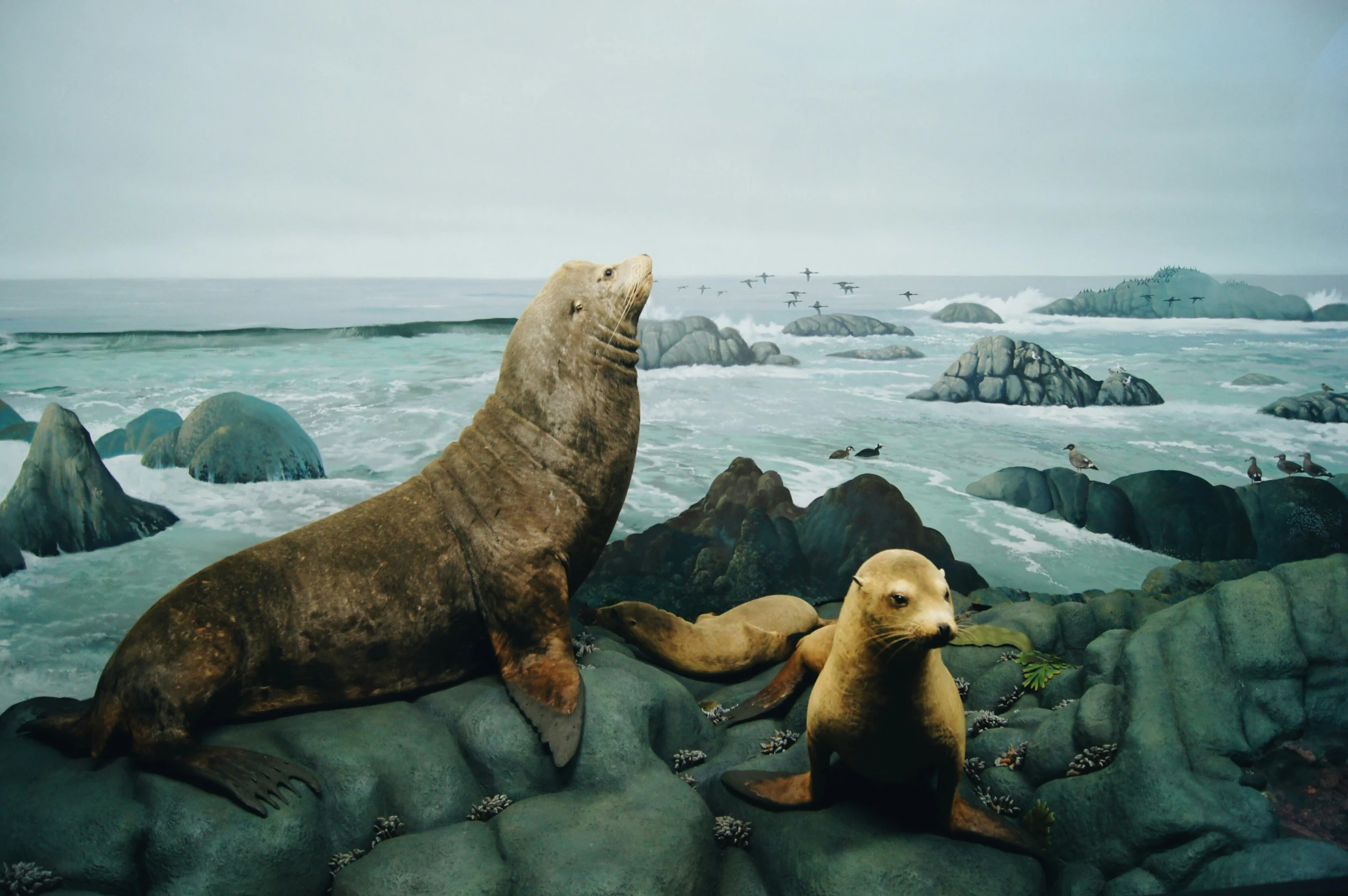 two sea lions on the rocks by the ocean