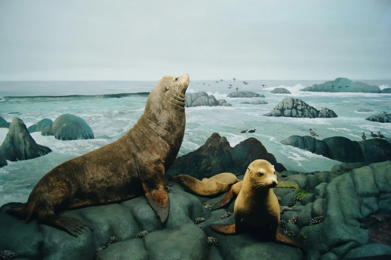 two sea lions on the rocks by the ocean