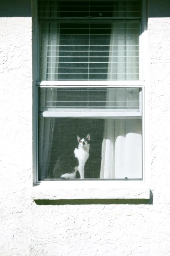 a black and white cat sitting behind a window