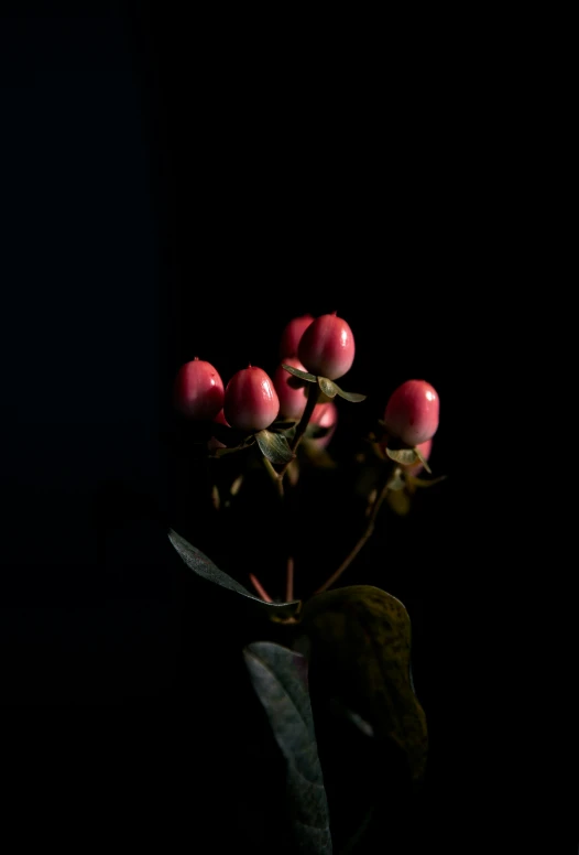 the flowers are growing in the dark room