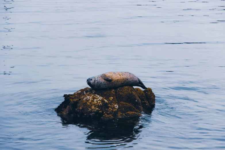 two sea lions in a body of water one is looking for food