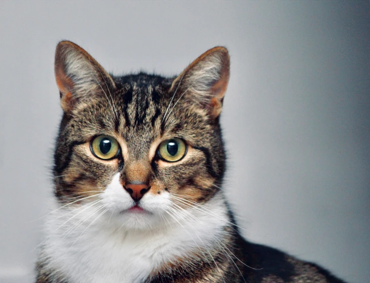 a cat that is looking very close up