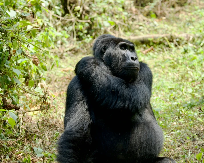 a large gorilla standing in the grass with his hands together