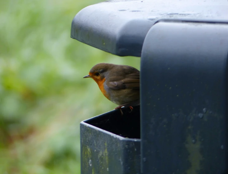 a bird sits on top of a feeder