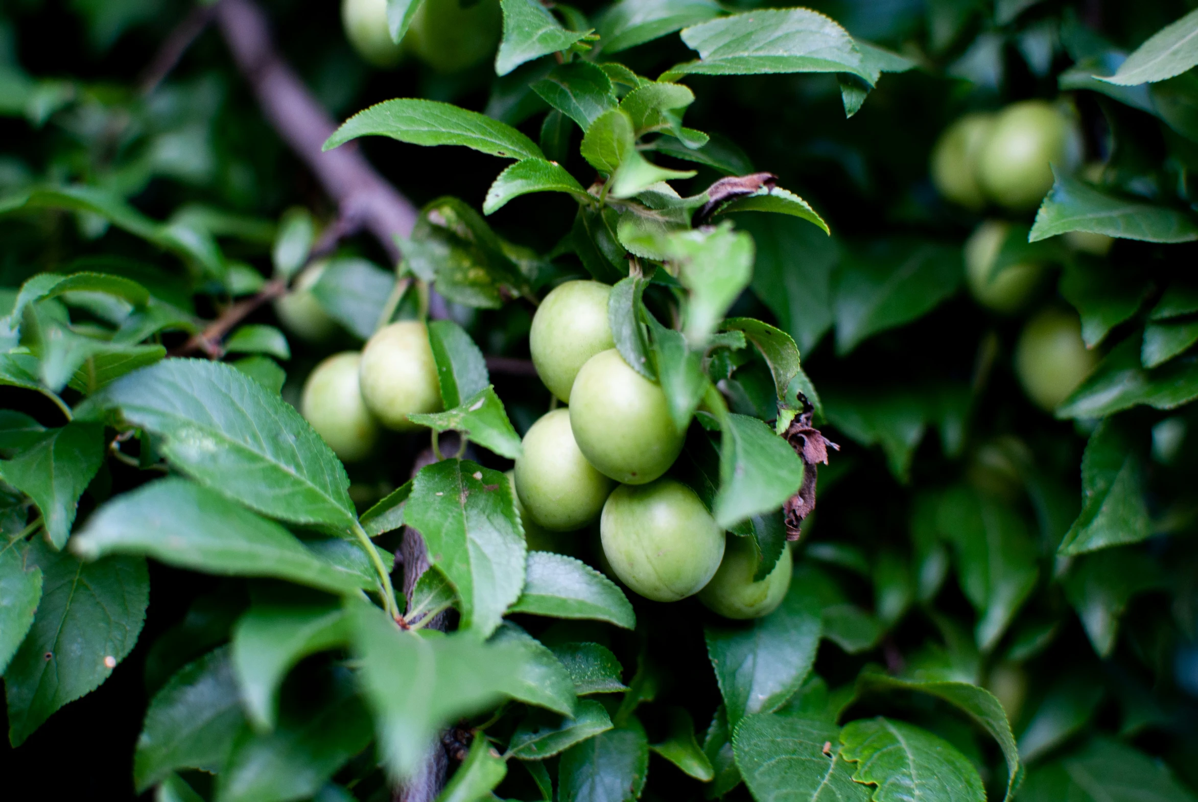 apples are growing on a small tree in the sun