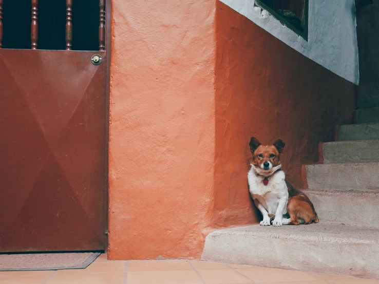 a small dog sitting in front of an orange door