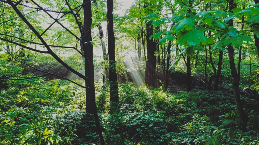 a po of a forest full of trees and sun rays coming out of them