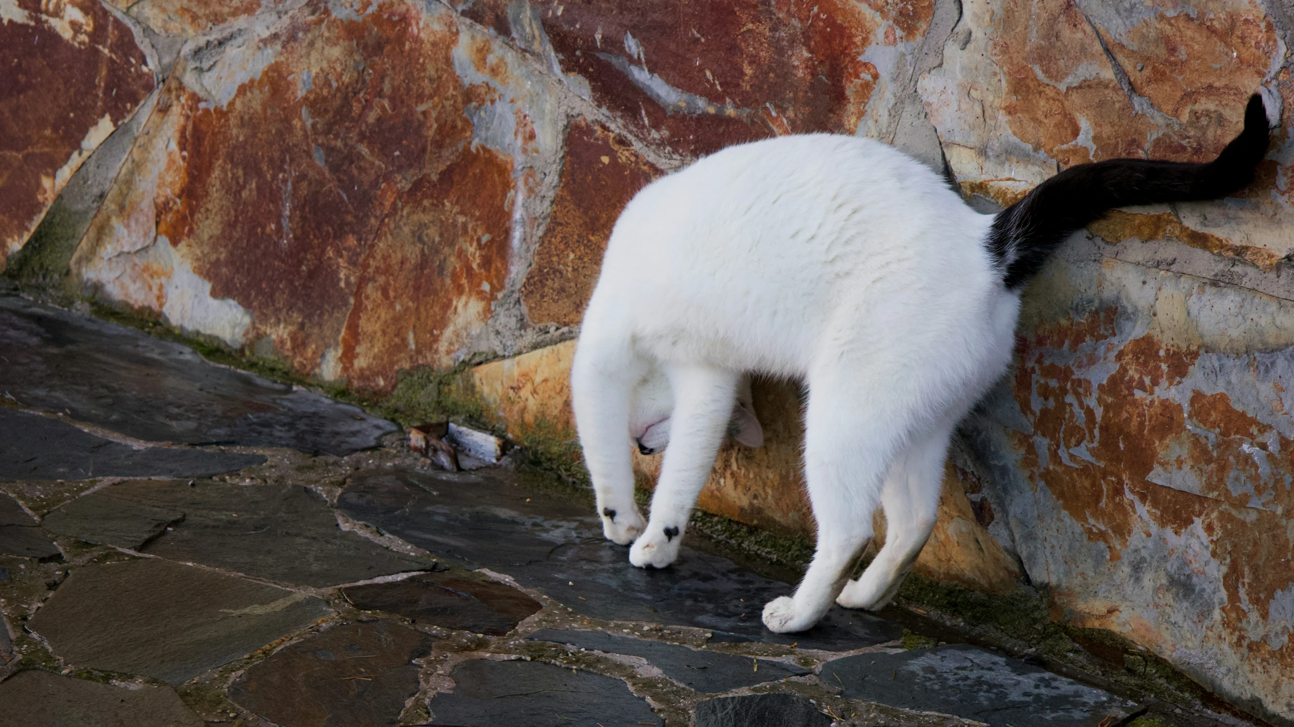 the cat is climbing up the rock to get food