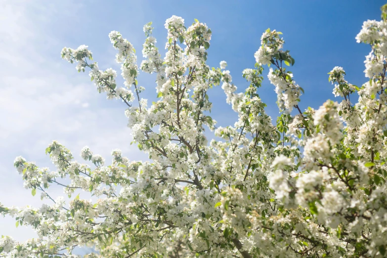 a bush with white flowers on it and sky background