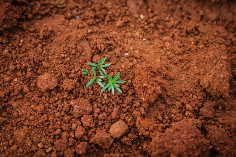 small plant sprouts in dirt next to rocks