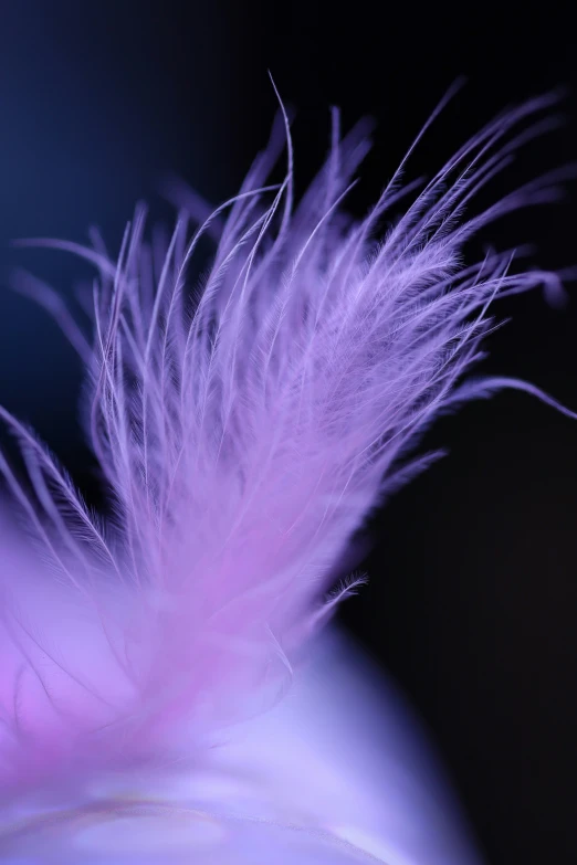 a feather is shown on the tip of a flower