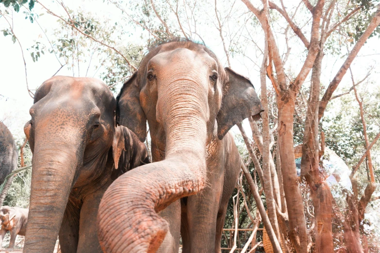 two elephants standing next to each other behind a bunch of trees