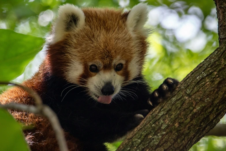 the small red panda is sticking his tongue out