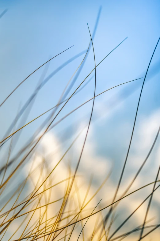 closeup of some dry grass against a blue and white sky