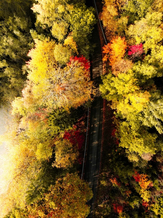 a train track that has trees with multicolored leaves on the ground