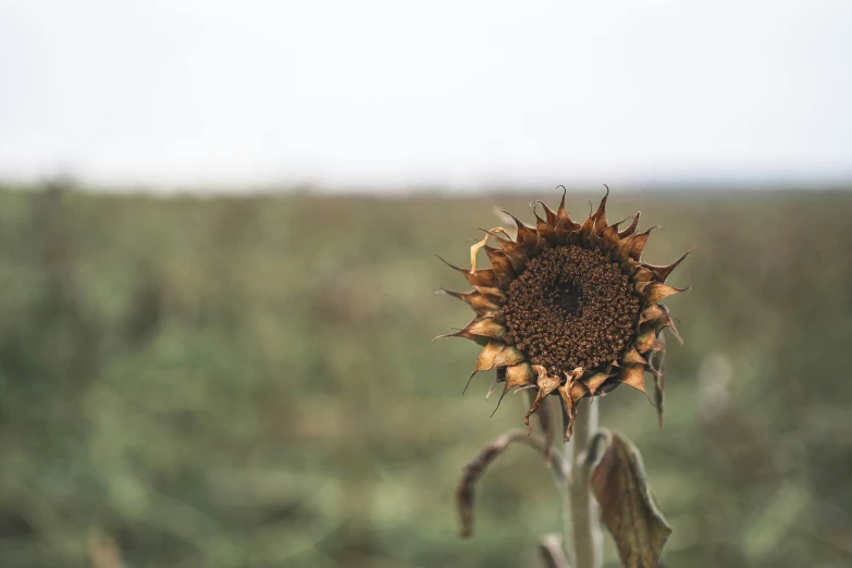 an up close view of a single sunflower in a field