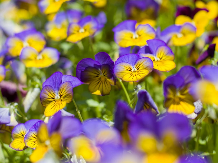 an image of purple and yellow flowers with green leaves