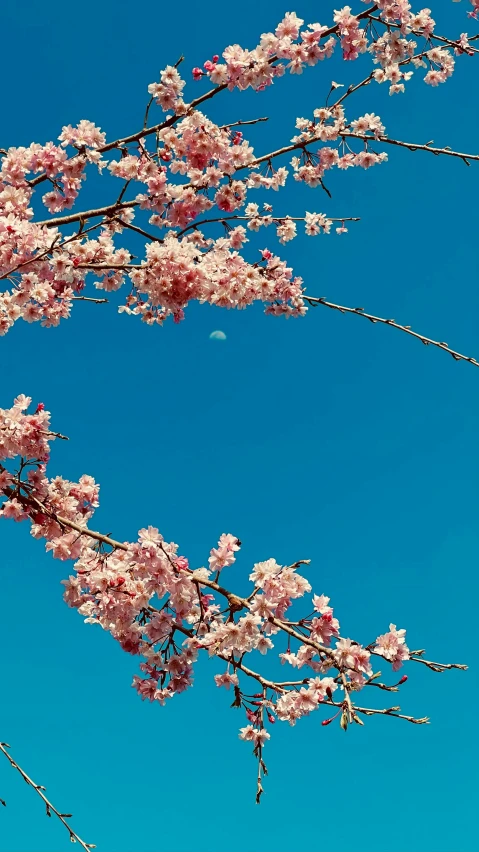 the sky has a few white clouds and light pink blossoms on it