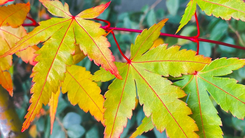 a close up of some green and orange leaves