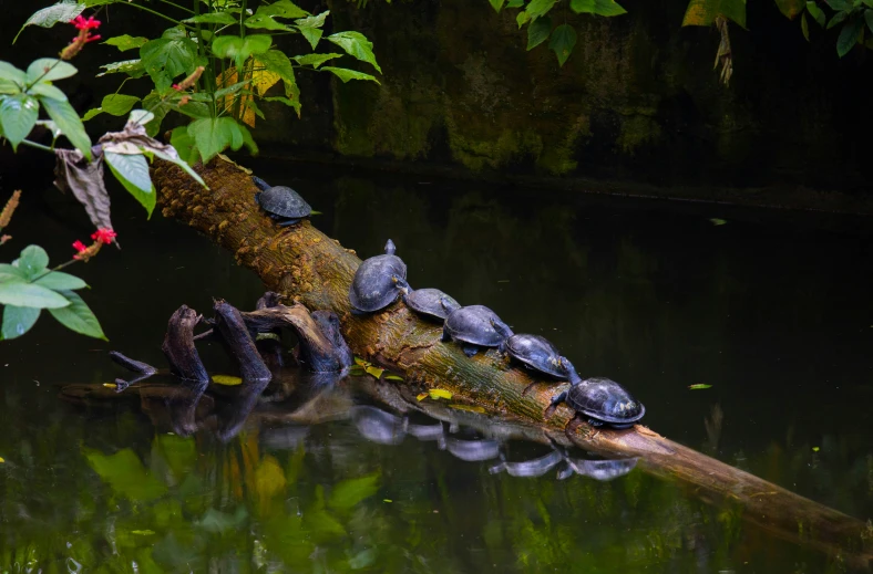 turtles are sitting on top of a tree in the water