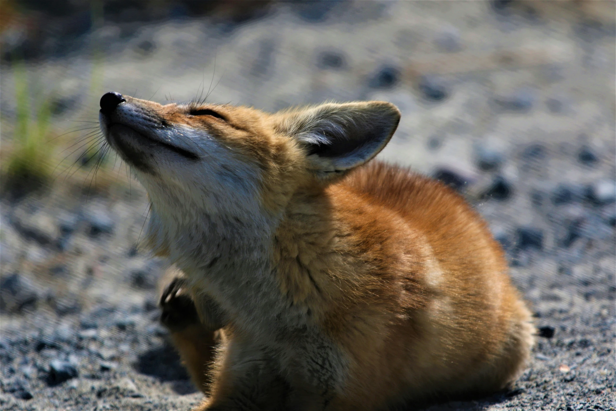 an animal that is sitting down in the dirt