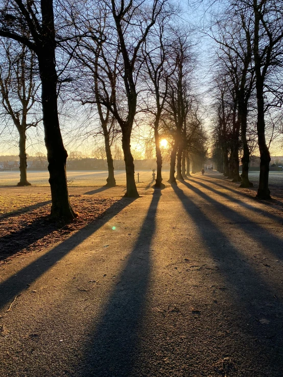 there are many trees along the street in the distance