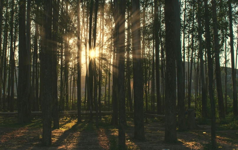 sunlight peeking through the trees of a forest