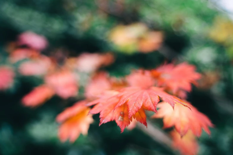 a leafy nch is pictured as the color red and yellow