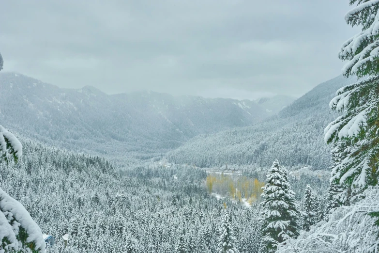 some very tall snow covered trees in the woods