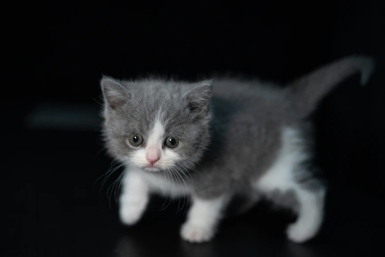 small gray kitten standing on black surface with eyes