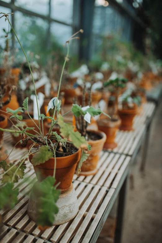 the plants are growing in the pots that look like they have no leaves