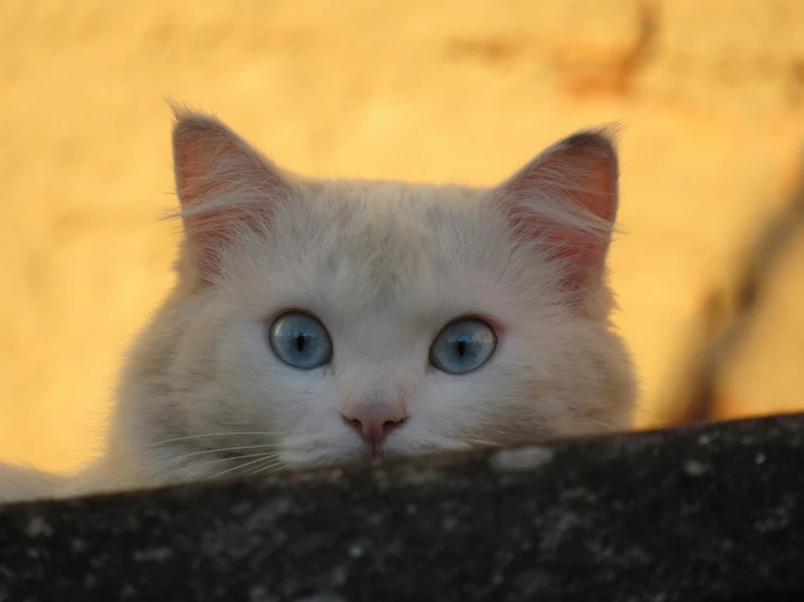 a white cat with blue eyes is peering over a rock