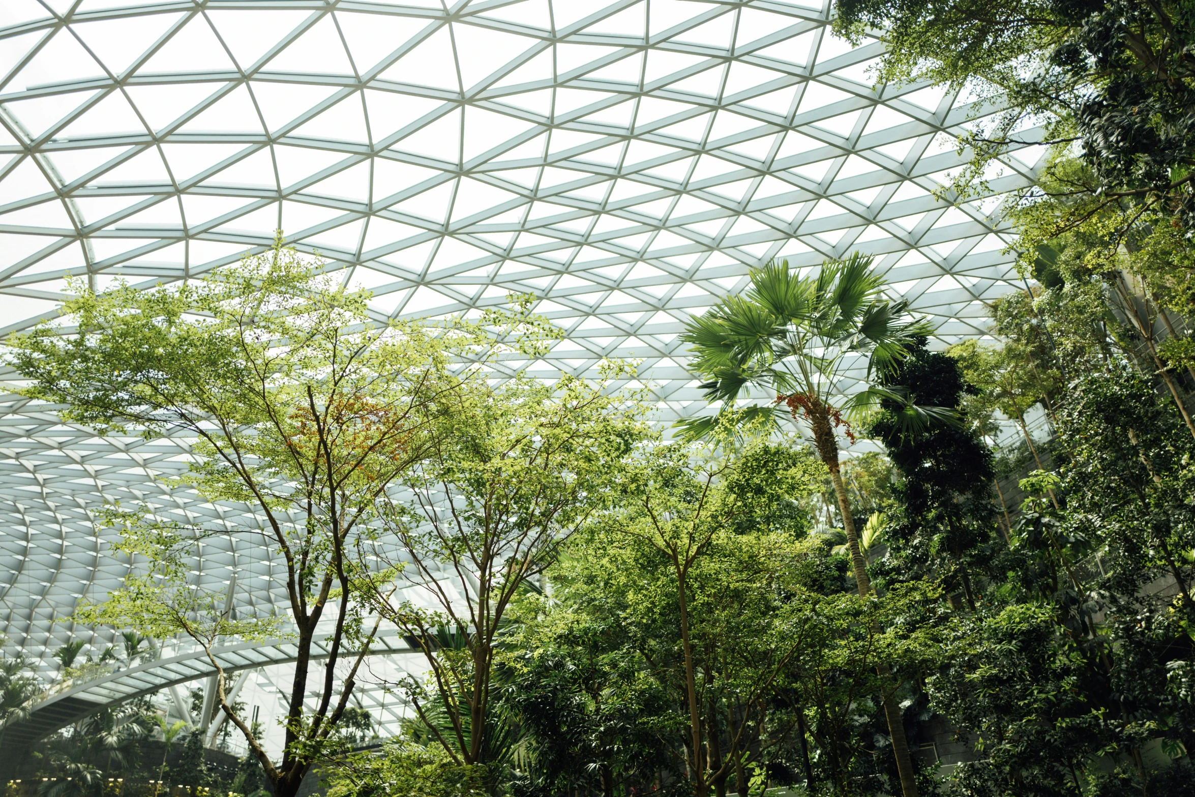 trees inside a glass dome with the vegetation in the foreground