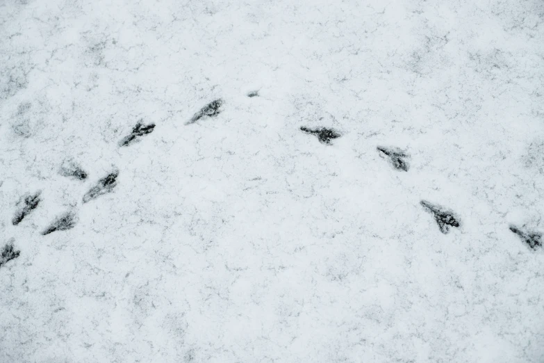 two animals are walking in the snow together