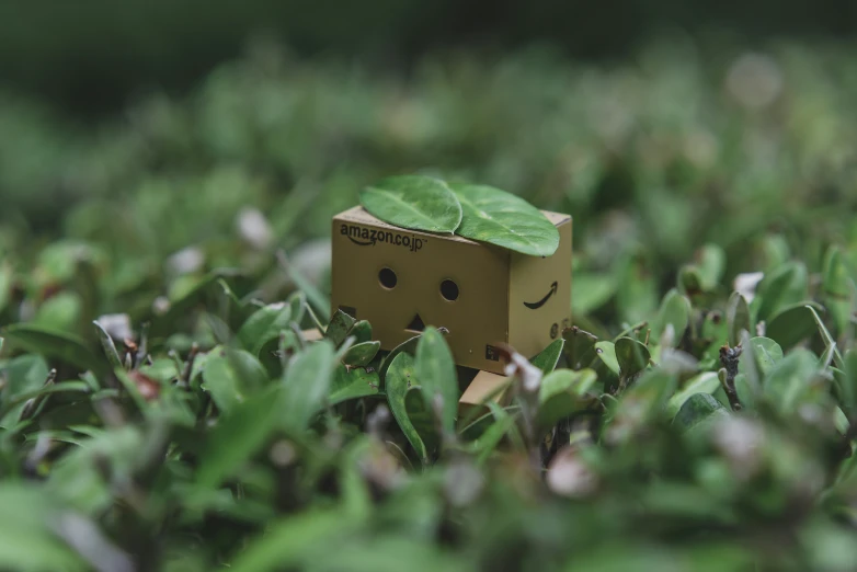 a cardboard box sitting in the middle of grass with a green leaf on top of it