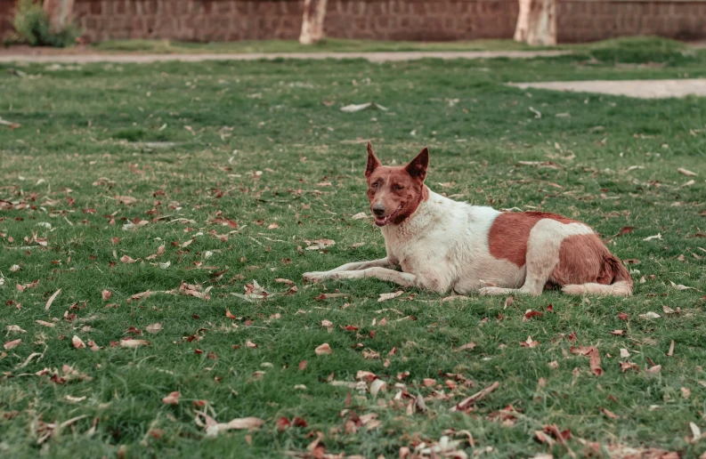 a small brown and white dog laying on a grassy field