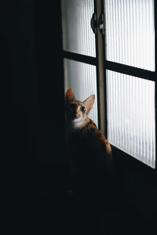 an orange cat looking out the window with dark light