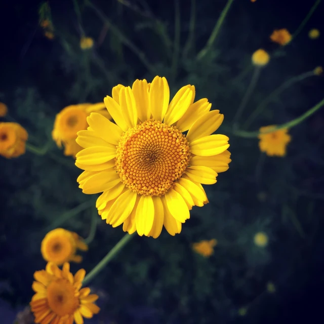 a large yellow flower on the end of some flowers