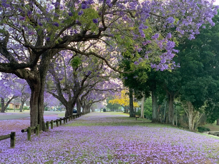 the path of a park lined with trees covered in purple flowers