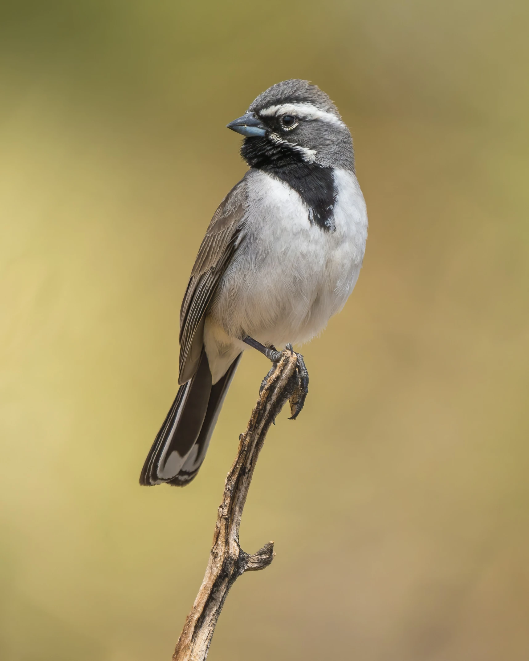 a small bird is sitting on the limb