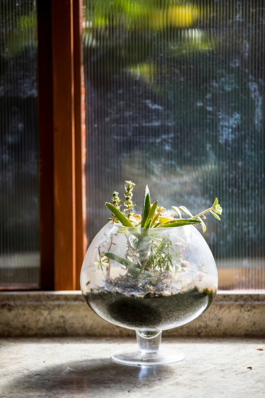 an arrangement of plants in a glass vase