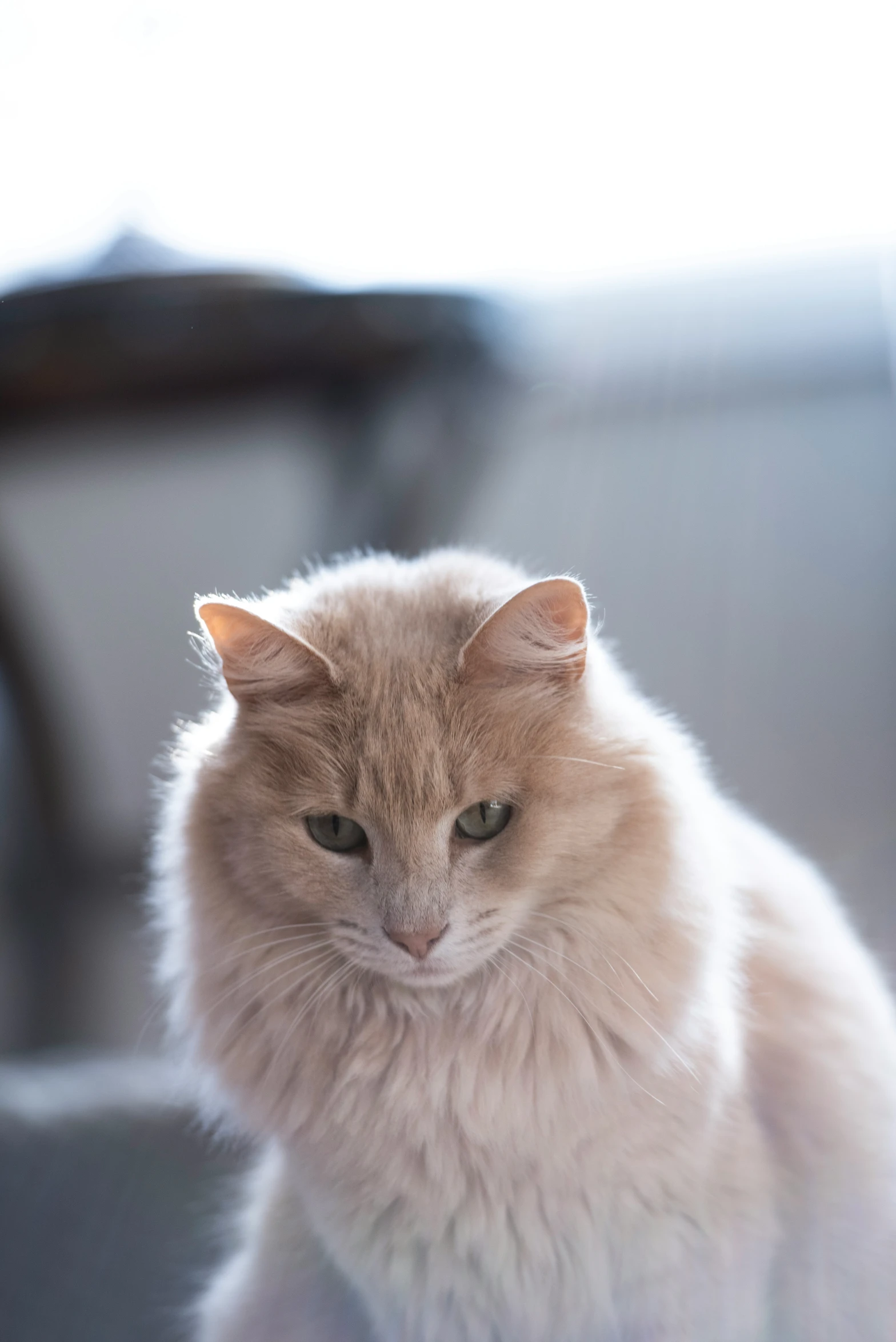 a white cat sits on the table looking down