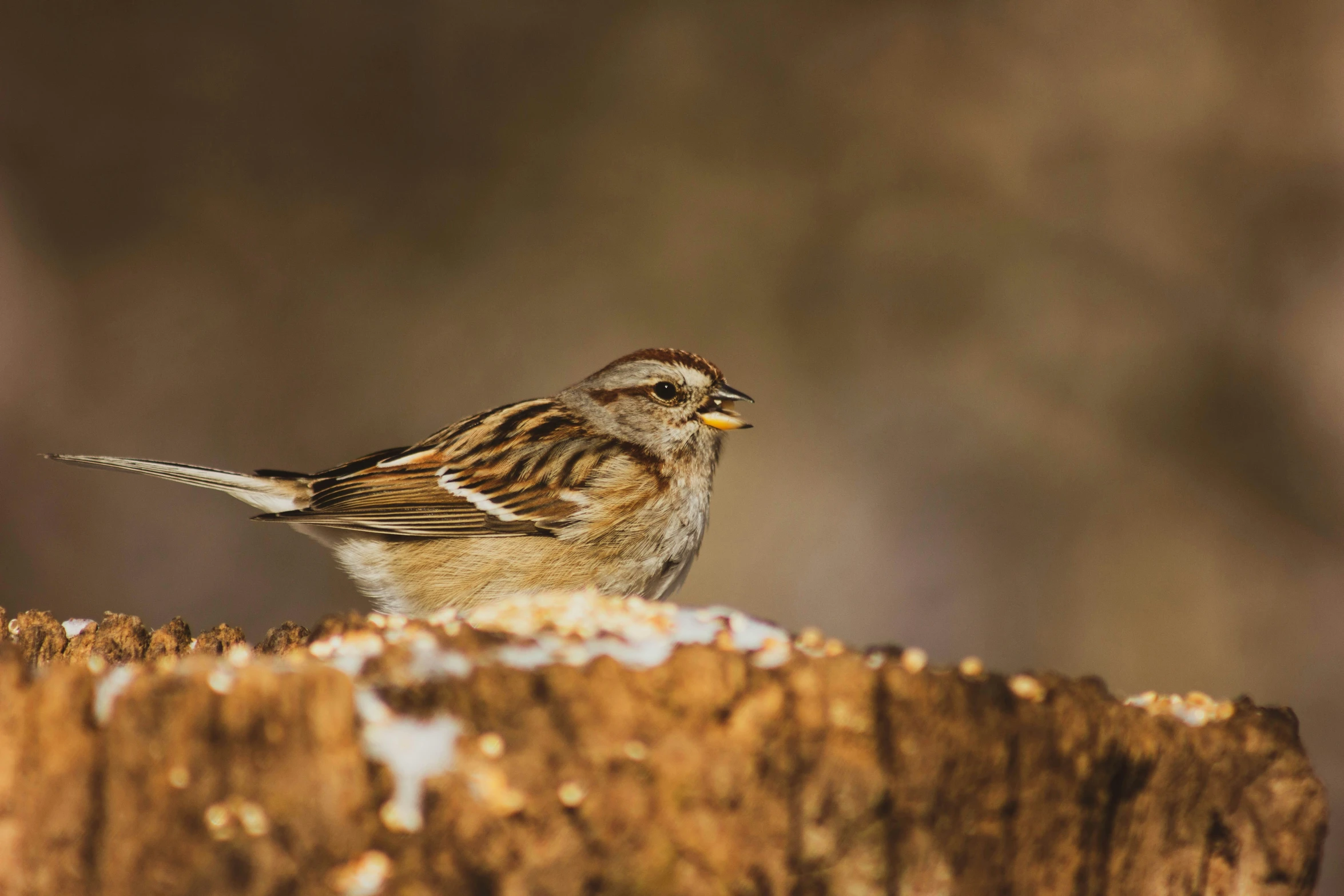 a small brown and black bird standing on top of a tree stump