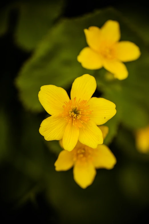 three yellow flowers next to some green leaf