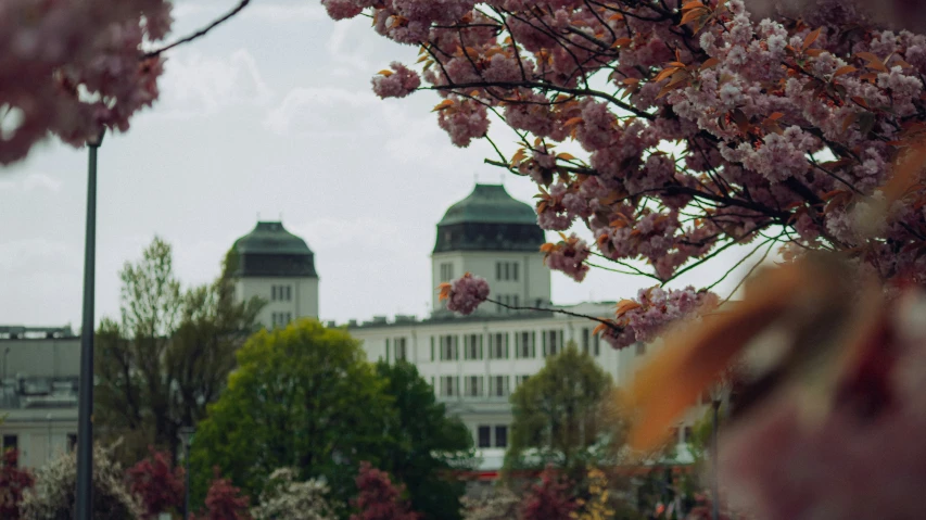 a bunch of trees that have flowers on them